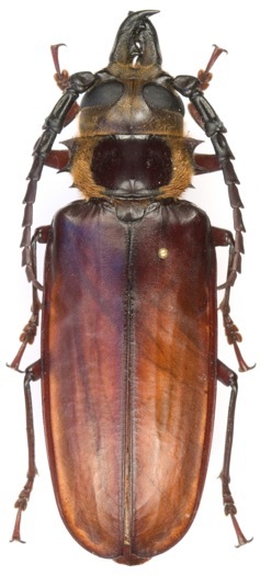 Anthracocentrus arabicus